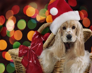 Christmasanimal0